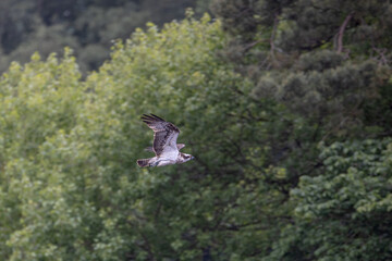 Osprey nesting and cleaning its talons in the loch