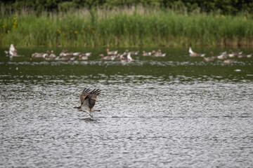 Osprey nesting and cleaning its talons in the loch