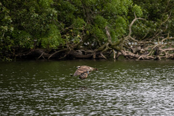 Osprey nesting and cleaning its talons in the loch