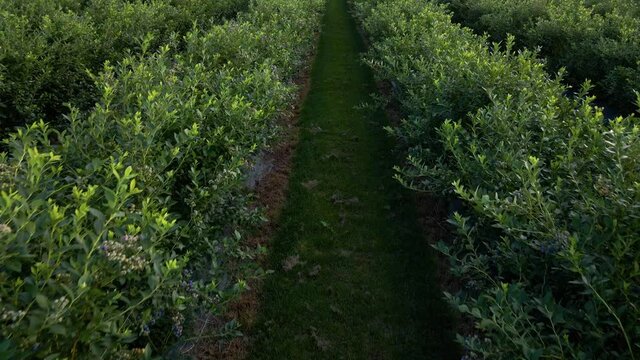 Aerial drone view Blueberry bush field, organic ripe. Blue berry hanging on a branch, Bio, healthy food, top view, Farm with berries