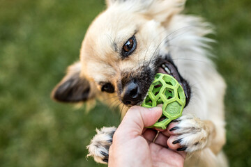 Obraz premium Chihuahua plays with a ball on the lawn