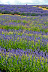 Obraz premium Lavender Field Summer Flowers Cotwolds Gloucestershire England
