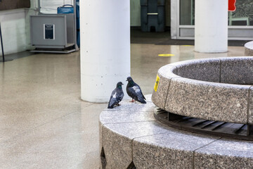 Two pigeons on a bench in a train station - Powered by Adobe