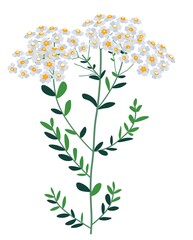 Bouquet of wildflowers, bunch of chamomile herb