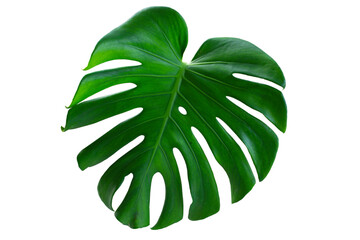 Monstera leaf isolated on a white background.