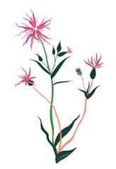 Aster flower in blossom, wild star shaped bloom