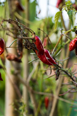 Red pepper closeup on plantation. Chili. Selective focus.