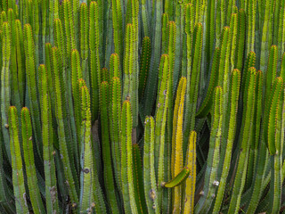 Many green cactuses background. Santa Cruz de Tenerife, Canary Islands, Spain