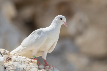 A white dove perched on a white rock