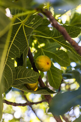 Figuier dans les ruelles m&eacute;di&eacute;vales de V&eacute;z&eacute;nobres, la sp&eacute;cialit&eacute; locale (Occitanie, France)
