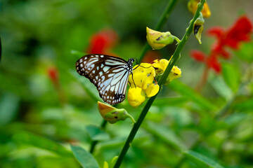 Tirumala limniace or blue tiger butterfly from Western Ghats