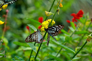 Tirumala limniace or blue tiger butterfly from Western Ghats