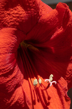A red Hippeastrum flower close-up