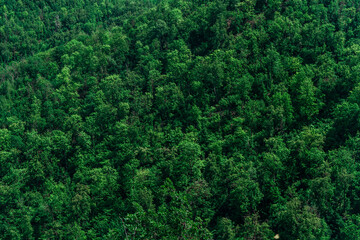 A dense forest of green trees of firs, firs and pines