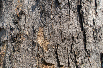 Close up Textures of Tree Bark nature background