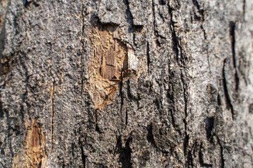 Close up Textures of Tree Bark nature background