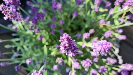 Lavendel