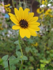 A beautiful yellow sunflower blooming