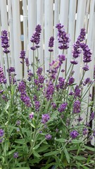 Naklejka premium Lavendel