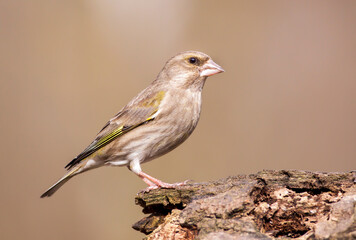 Beautiful european greenfinch bird sitting on a branch on brown background