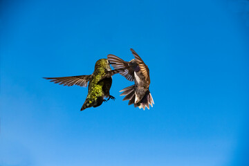 Black-Chinned Hummingbird (Archilochus alexandri) Face-off