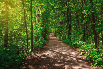 Fototapeta premium A path in the forest. Beautiful summer landscape