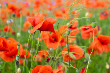 red poppies on a green meadow background