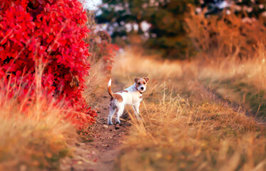 Cute obedient dog puppy listening in autumn. Pet walking in the nature.