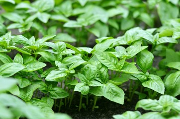 Green Genovese basil growing outdoors in the garden. Homegrown organic food. Gardening concept.