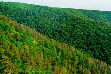 A dense forest of green trees of firs, firs and pines