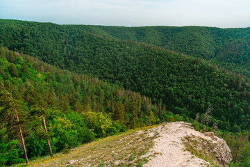 Fototapeta premium A dense forest of green trees of firs, firs and pines