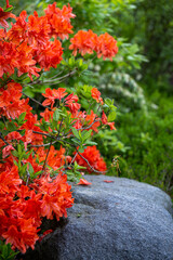 Rhododendron calendulaceum, Marigold Azalea, red flowers, a species grown in Europe.