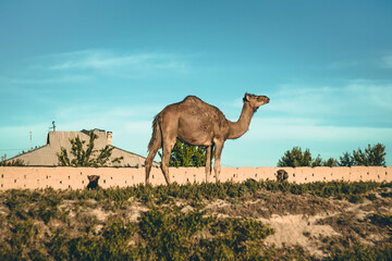 Camel in Turkestan, Kazakhstan
