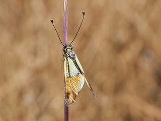 Owlfly on a plant. Libelloides baeticus