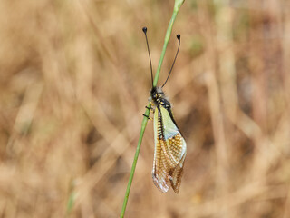 Owlfly on a plant. Libelloides baeticus