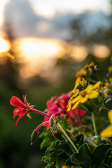 La poésie d'un coucher de soleil