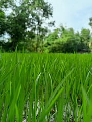 green rice field