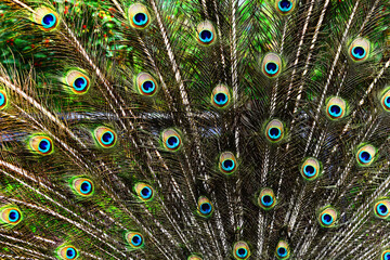 Fototapeta premium Background, wallpaper, texture. Part of a beautiful peacock tail