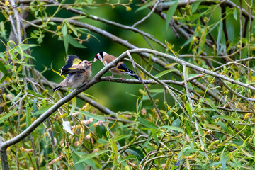 European Goldfinch (Carduelis Carduelis) perching on a flowering willow tree and feeding a fledgling, against green leafy background, England, UK