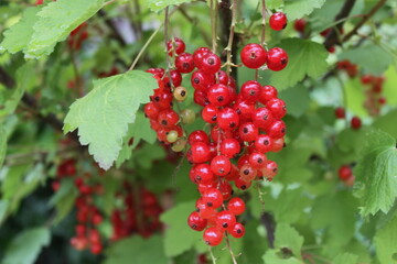 Fototapeta premium Rote Johannisbeeren hängen am Strauch