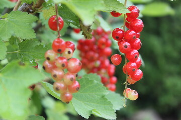 Rote Johannisbeeren hängen am Strauch