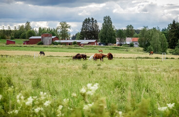 Horses graze in the pasture. Stable. Summer background. Photo.