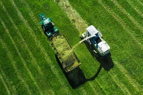 Aerial view of a forage harvester picking grass for silage in the field and filling a large tractor trailer.
