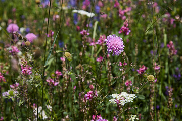 Obraz premium wild field pink mountain flowers 
