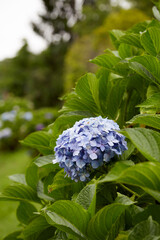 blue hortensia flower in the country