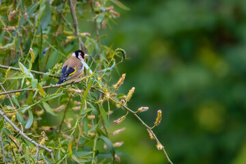 European Goldfinch (Carduelis Carduelis) perching on a flowering willow tree against green leafy background, England, UK