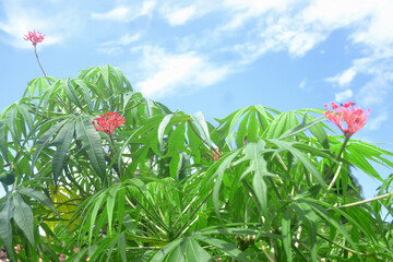 Betadine leaves healing wound. Indonesian herbal plant