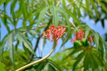 Betadine leaves healing wound. Indonesian herbal plant