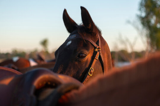 Saddled horses at sunset