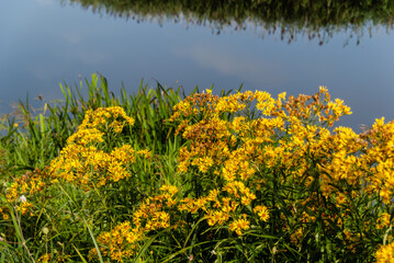 Lato w Dolinie Narwi, Podlasie, Polska © podlaski49